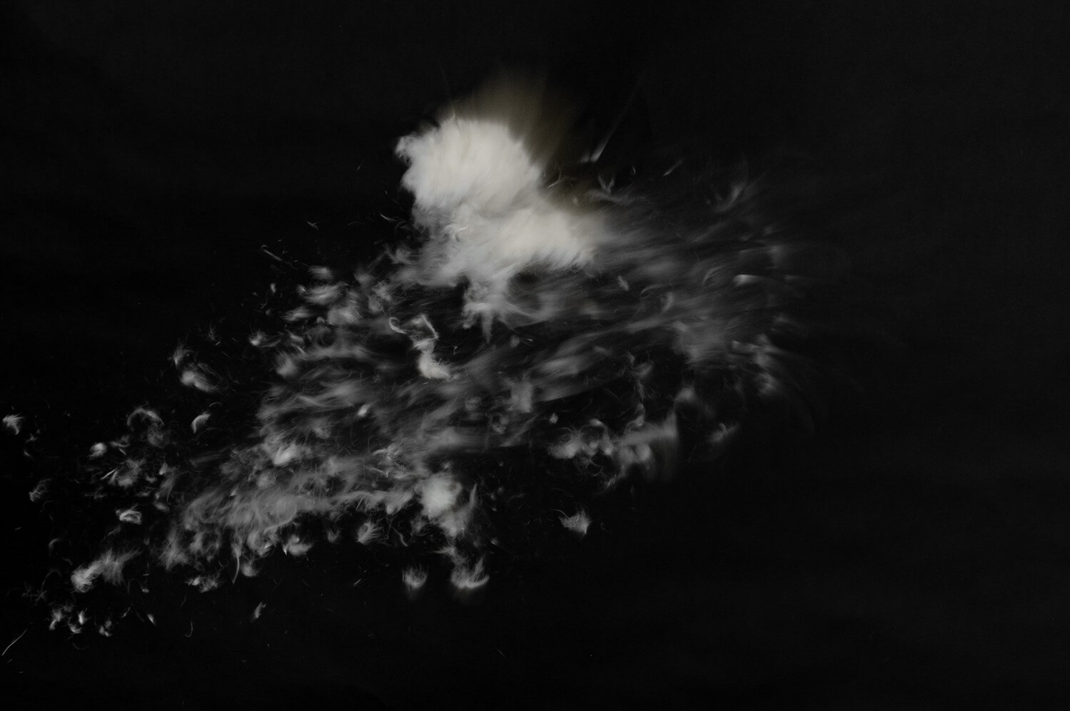 Allied Feather and Down endorfeen